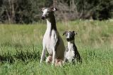 WHIPPET 075